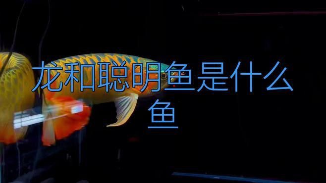 <strong><mark>浙江</mark></strong>龍魚是什么魚類的