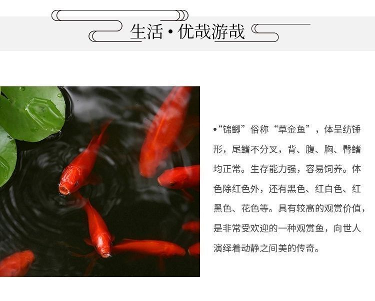 龍魚(yú)尾巴分叉什么原因（龍魚(yú)尾巴分叉是一個(gè)常見(jiàn)的問(wèn)題可能由多種因素引起）