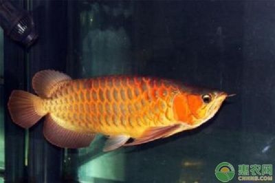 觀賞魚龍魚價格表：龍魚價格表，龍魚市場價格波動原因