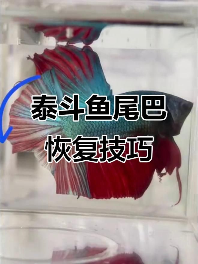 如何判斷魚爛尾是否好轉(zhuǎn)？