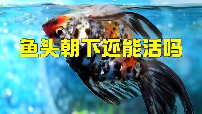 金龍魚頭朝下怎么治療