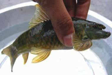 什么叫福龍魚圖片大全