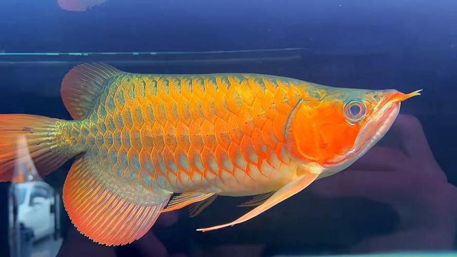 什么叫福龍魚圖片大全