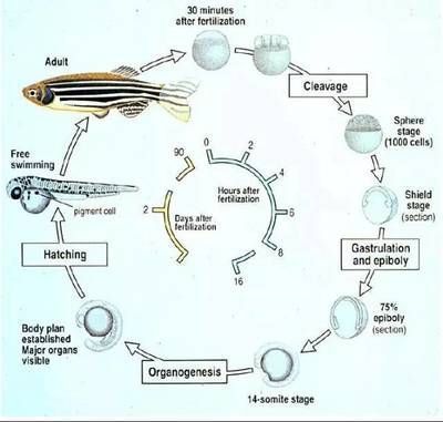 斑馬狗頭魚(yú)：斑馬狗頭魚(yú)是一種淡水魚(yú)類，飼養(yǎng)時(shí)需要注意以下幾個(gè)方面 斑馬狗頭魚(yú)：斑馬狗頭魚(yú)是一種淡水魚(yú)類，飼養(yǎng)時(shí)需要注意以下幾個(gè)方面 龍魚(yú)百科 第5張