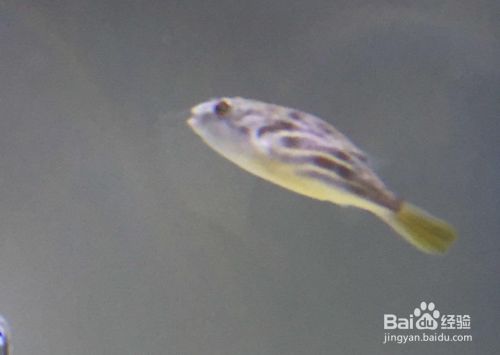 斑馬狗頭魚(yú)：斑馬狗頭魚(yú)是一種淡水魚(yú)類，飼養(yǎng)時(shí)需要注意以下幾個(gè)方面 斑馬狗頭魚(yú)：斑馬狗頭魚(yú)是一種淡水魚(yú)類，飼養(yǎng)時(shí)需要注意以下幾個(gè)方面 龍魚(yú)百科 第4張