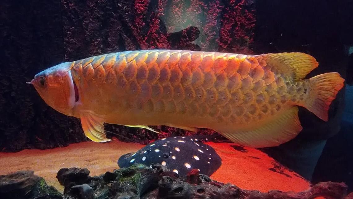 最貴紅金龍魚多少錢一條圖片