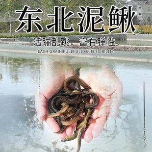 龍魚翻白肚但是沒死：龍魚翻白肚怎么辦？
