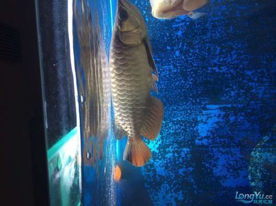 龍魚批發市場營業時間是幾點到幾點：龍魚批發市場及其營業時間是幾點到幾點到幾點到幾點