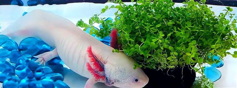 六角龍魚可以喂小魚嗎