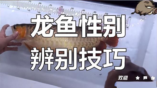 如何區分血紅龍魚的性別？