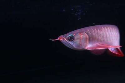 50厘米長的金龍魚價格多少錢一條(50厘米長的金龍魚價格)