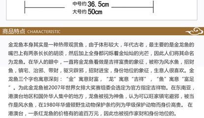 50厘米長的金龍魚價格多少錢一條（50厘米長的金龍魚價格）