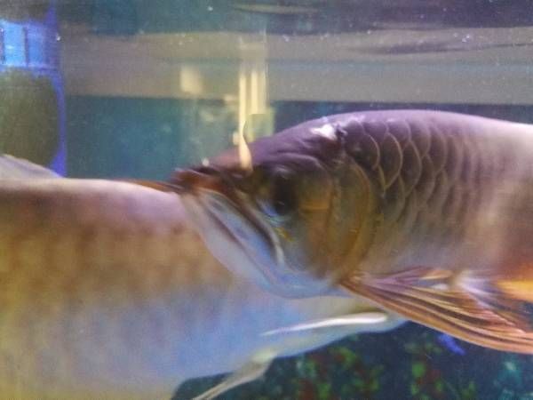 紅龍魚(yú)為什么撞缸掉鱗片掉了好多：紅龍魚(yú)撞缸掉鱗片可能是由多種原因引起的 紅龍魚(yú)為什么撞缸掉鱗片掉了好多：紅龍魚(yú)撞缸掉鱗片可能是由多種原因引起的 龍魚(yú)百科 第4張