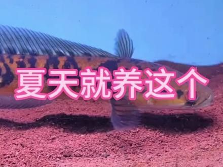 廣州雷龍魚店鋪