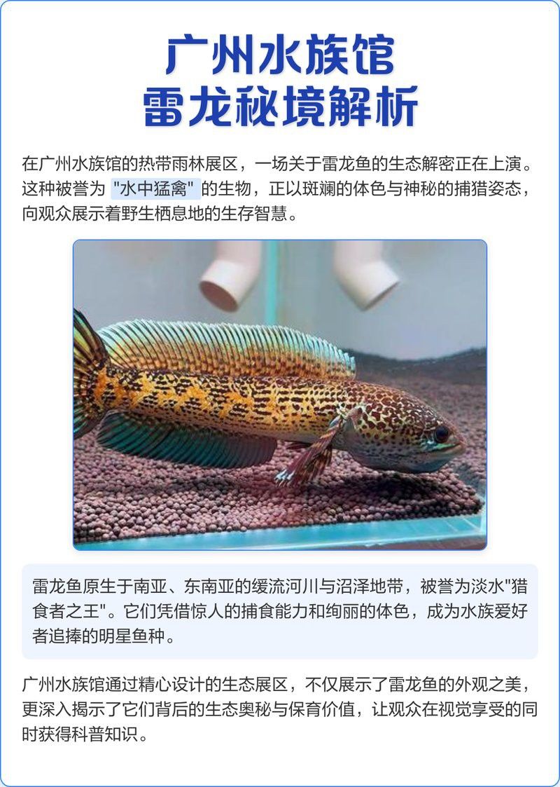 廣州雷龍魚店鋪