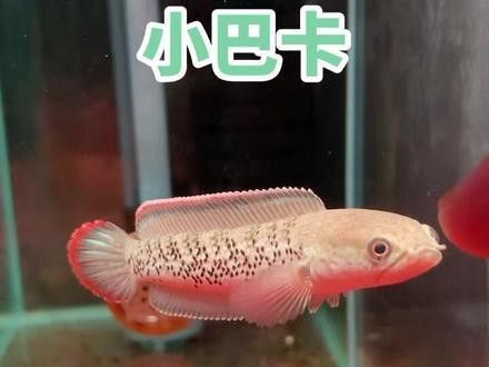 廣州雷龍魚店鋪