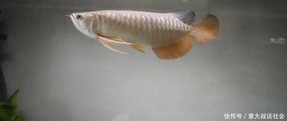 養殖金龍魚賺錢嗎，養殖金龍魚的經濟情況并不是非常樂觀：養殖金龍魚賺錢嗎 養殖金龍魚賺錢嗎，養殖金龍魚的經濟情況并不是非常樂觀：養殖金龍魚賺錢嗎 龍魚百科 第2張