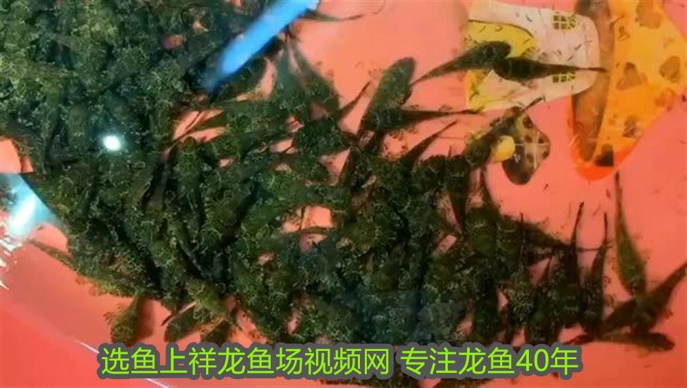 目前什么品牌的紅龍魚最好養(yǎng)活：目前什么品牌的紅龍魚最好養(yǎng)？