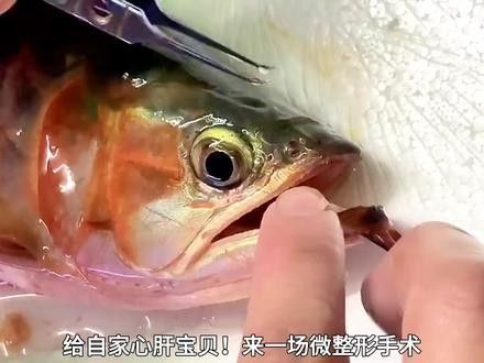 龍魚眼手術(shù)多少錢能做 龍魚眼手術(shù)多少錢能做 龍魚百科 第4張