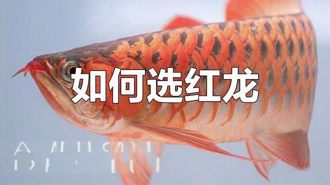 如何判斷紅龍鱗片顏色的純度？