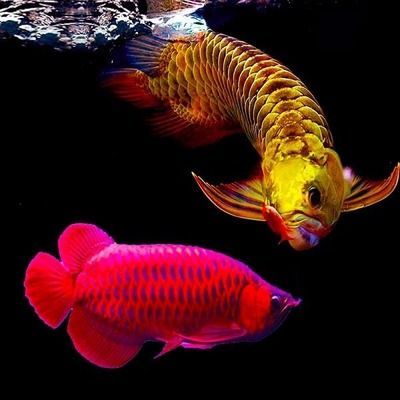 金龍魚起名字大全【金龍魚的名字寓意】 金龍魚起名字大全【金龍魚的名字寓意】 龍魚百科 第4張