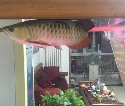 龍魚怎么賣出去(龍魚怎么賣出去銷售龍魚的過程分為幾個關鍵步驟) 龍魚百科 第5張 龍魚怎么賣出去(龍魚怎么賣出去銷售龍魚的過程分為幾個關鍵步驟) 龍魚怎么賣出去(龍魚怎么賣出去銷售龍魚的過程分為幾個關鍵步驟) 龍魚百科 第5張