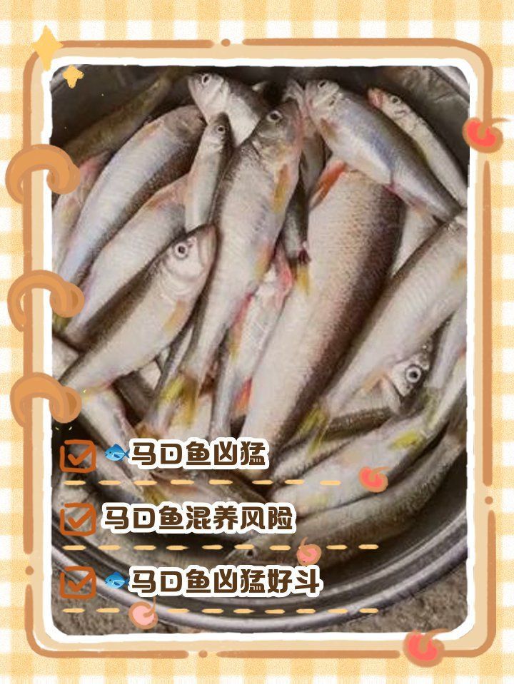 馬口魚為何不建議養