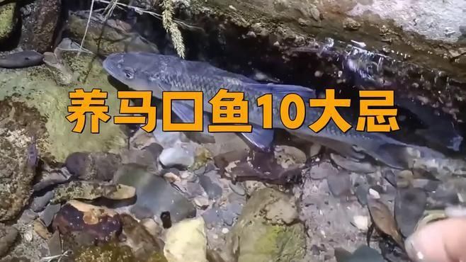 馬口魚為何不建議養