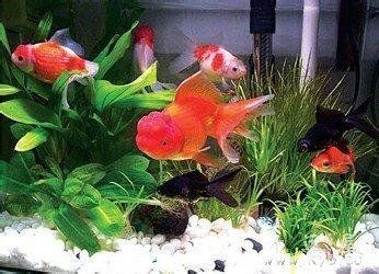 屬龍人養什么魚好：屬龍人養魚有什么講究？