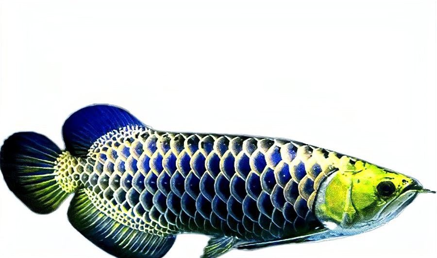 過背金龍繁殖需要多大的水族箱？