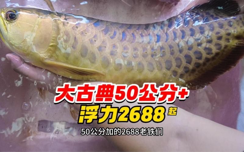過(guò)背金龍繁殖需要多大的水族箱？
