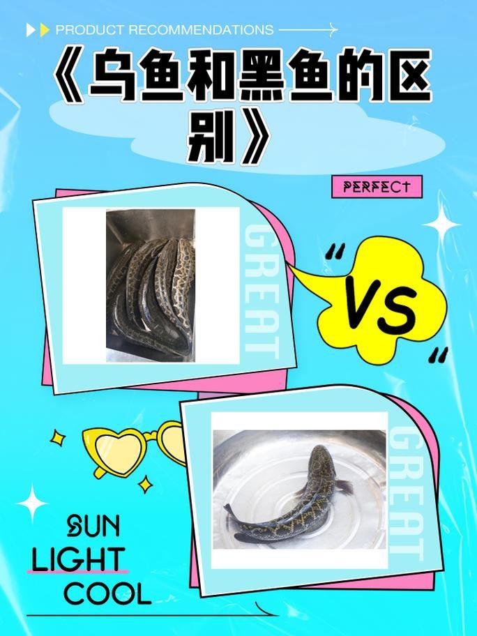 烏魚和龍魚區別圖片大全