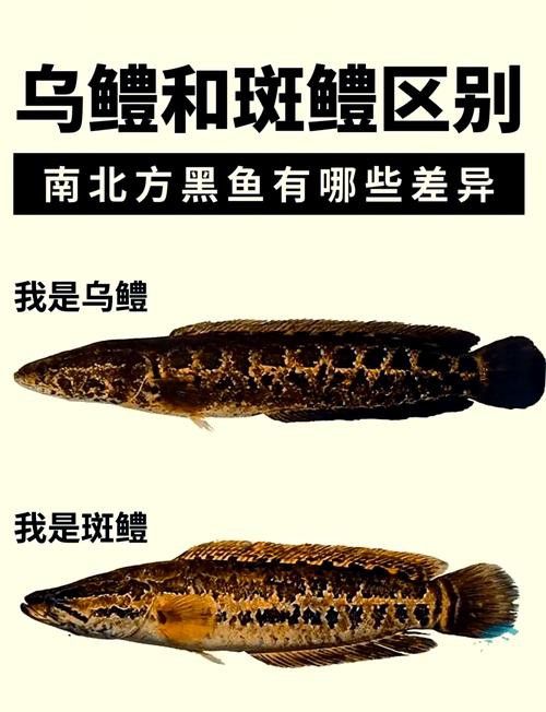 烏魚和龍魚區別圖片大全