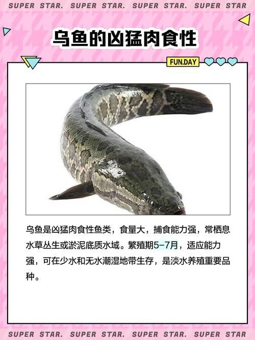 烏魚和龍魚區別圖片大全