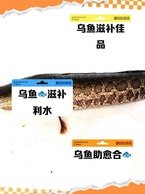 烏魚和龍魚區別圖片大全