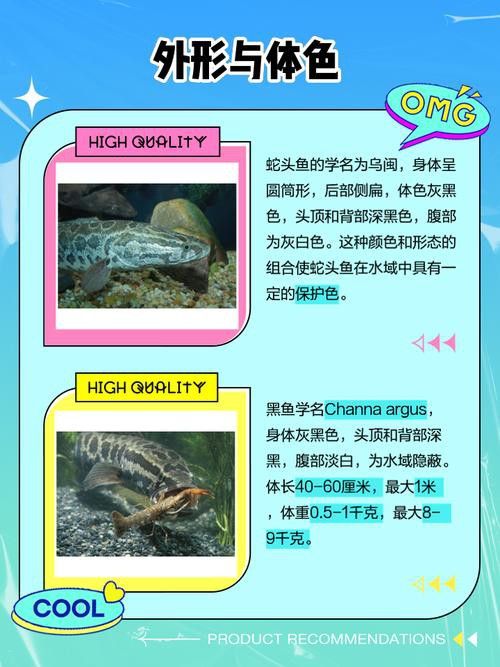烏魚和龍魚區別圖片大全