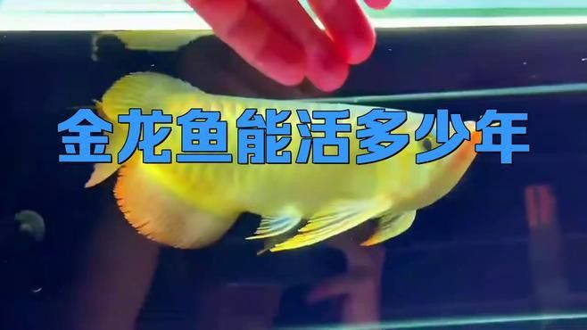 紅龍魚和金龍魚的壽命有多長？