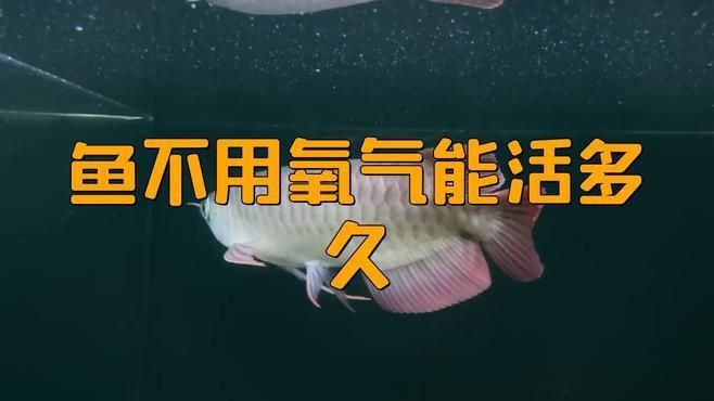 缺氧后魚多久會(huì)死