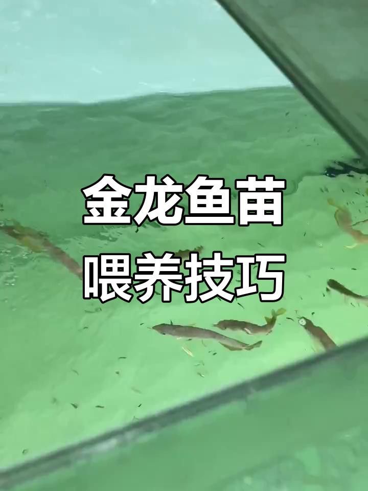金龍魚幼崽的飼養難度大嗎？