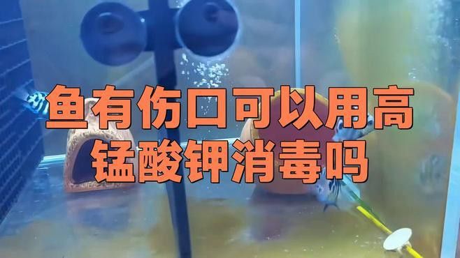 哪種藥物對龍魚傷口恢復最有效？