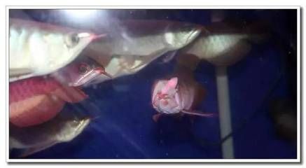 龍魚吃老鼠有什么好處：龍魚吃老鼠有什么好處嗎？