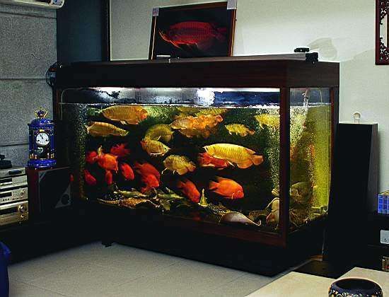 龍魚撞擊魚缸可能會導致多種問題，龍魚撞擊魚缸會怎么樣：龍魚撞擊魚缸會導致多種問題，龍魚撞擊魚缸會怎么樣