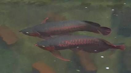 龍魚輕微側游會死嗎：龍魚側游會死嗎
