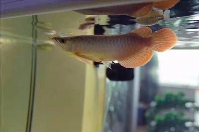 龍魚輕微側游會死嗎：龍魚側游會死嗎