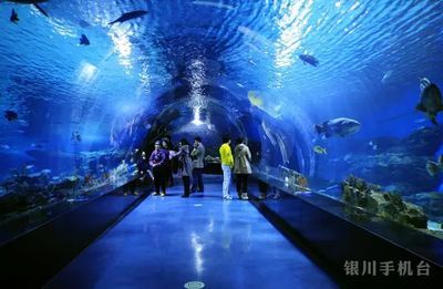 銀川水族館，寧夏銀川水族館特色動物介紹鴻森水族館門票價格及開放時間