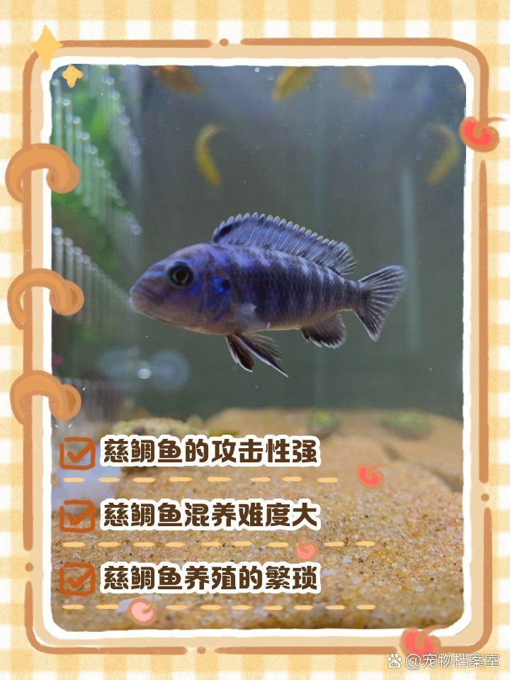 藍寶石慈鯛魚有攻擊性嗎