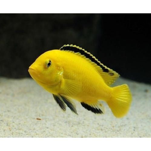 藍寶石慈鯛魚有攻擊性嗎