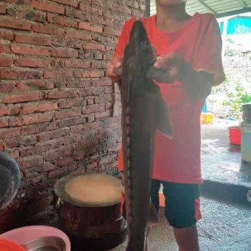 深圳龍魚批發價格查詢