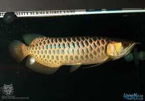 龍魚溶鱗有傳染性嗎？ 龍魚溶鱗有傳染性嗎？ 龍魚百科 第2張