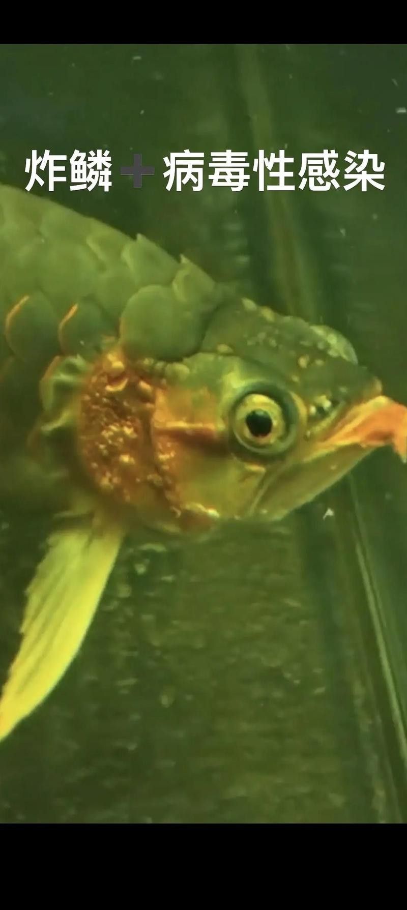 龍魚(yú)水泡病復(fù)發(fā)會(huì)死嗎？